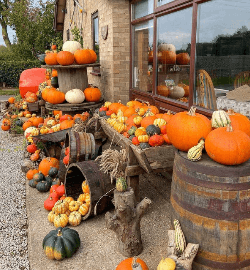 pumpkin patch