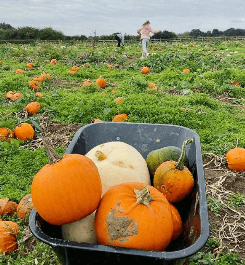 pumpkin patch