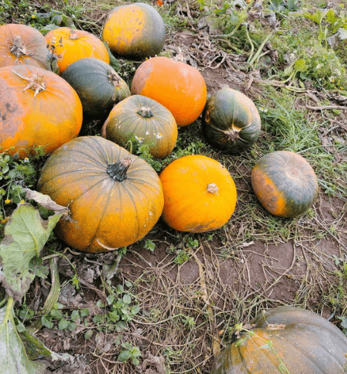 pumpkin patch