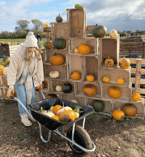 pumpkin patch