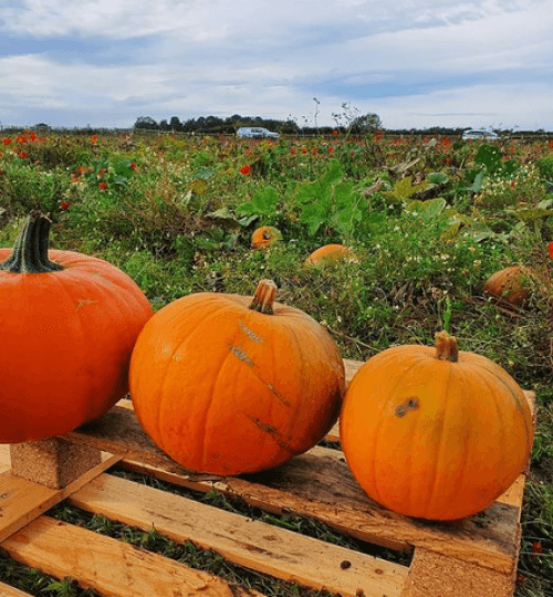 pumpkin patch