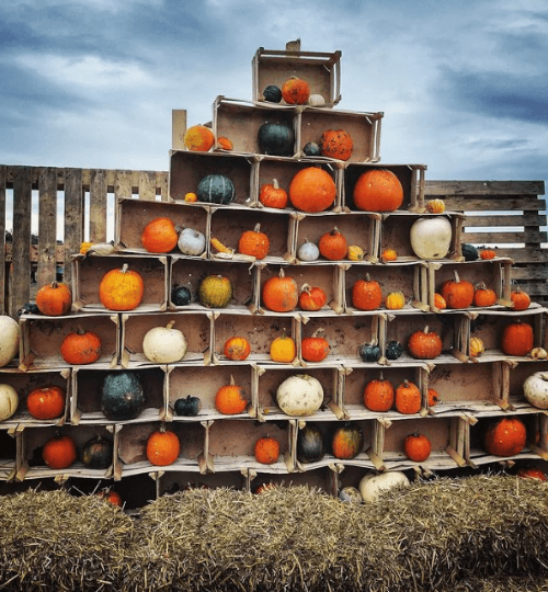 pumpkin patch